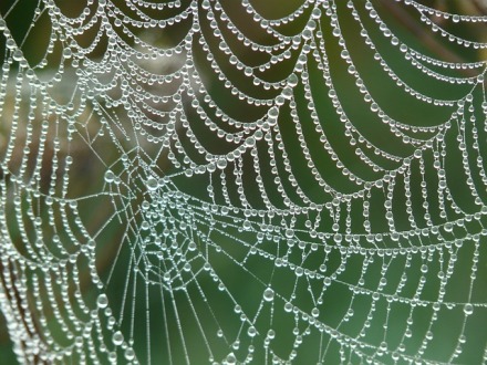 Spinnennetz im Morgentau – 365tageasatzaday