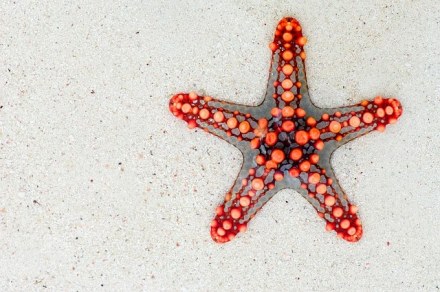 starfish – 365tageasatzaday