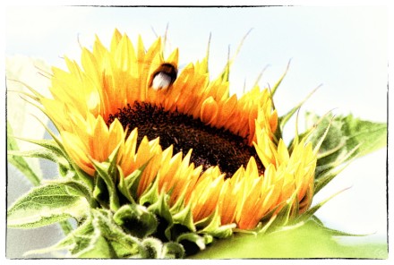 Sonnenblume mit Hummel – 365tageasatzaday