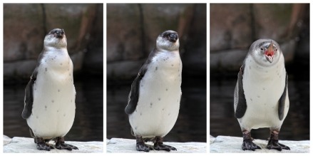 Pinguin im Tierpark Hagenbeck – 365tageasatzaday