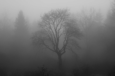 Baum im Nebel | 365tageasatzaday