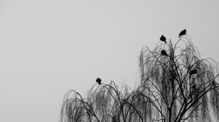Vögel im Baum | 365tageasatzaday