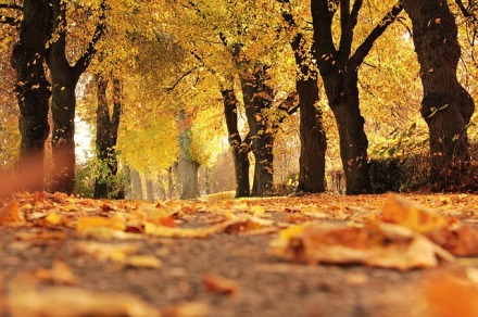 Herbstliche Allee | 365tageasatzaday
