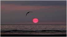 Sonnenuntergang SPO mit Vogel | 365tageasatzaday