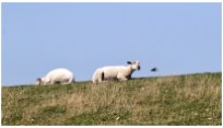 Schafe auf dem Deich bei Vollerwiek | 365tageasatzaday